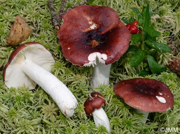 Russula vinosa