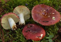 Russula vinosa