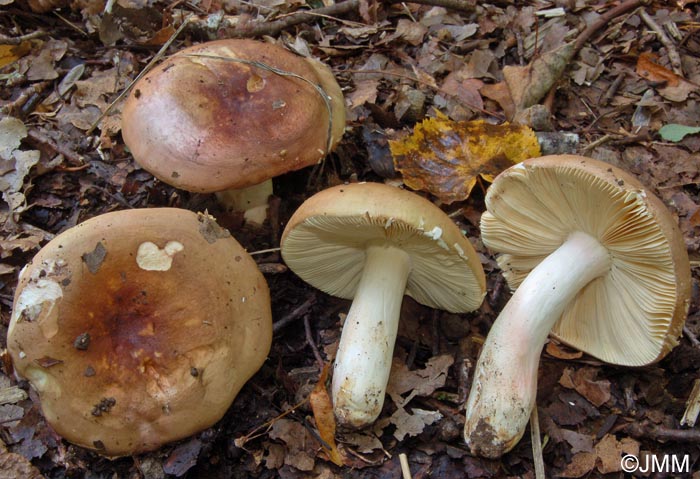 Russula vinosobrunnea