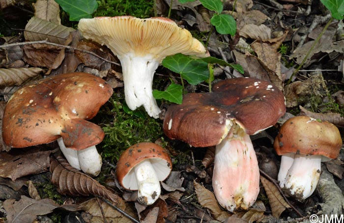 Russula vinosobrunnea