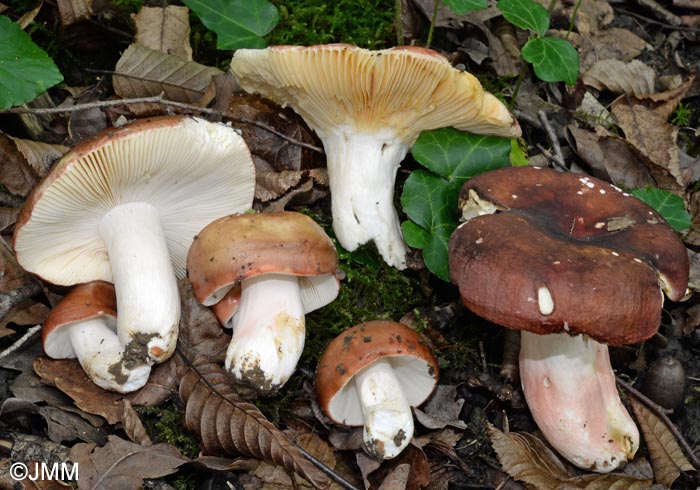 Russula vinosobrunnea