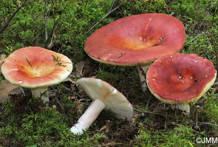 Russula vinososordida