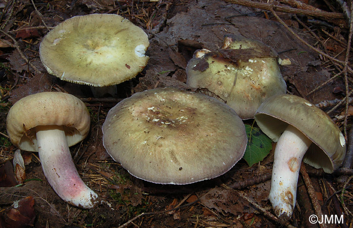 Russula violeipes