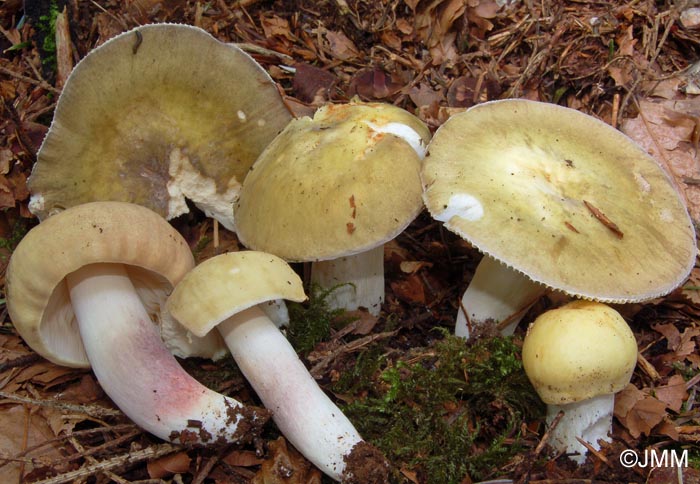 Russula violeipes