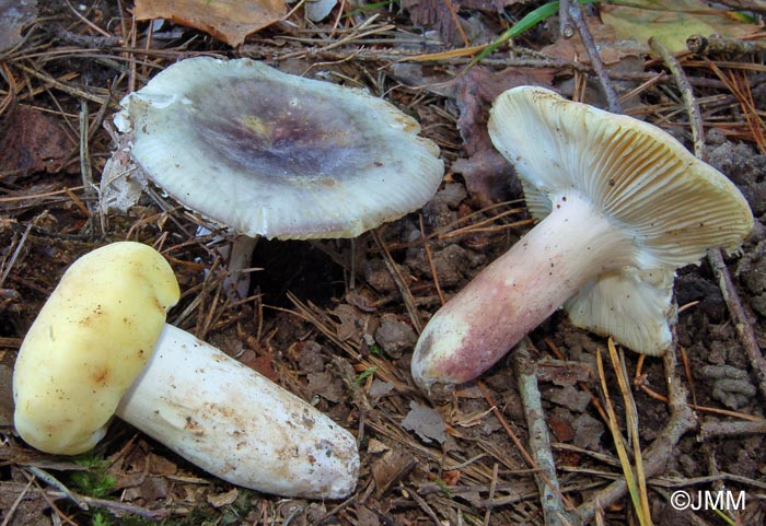 Russula violeipes et sa f. citrina