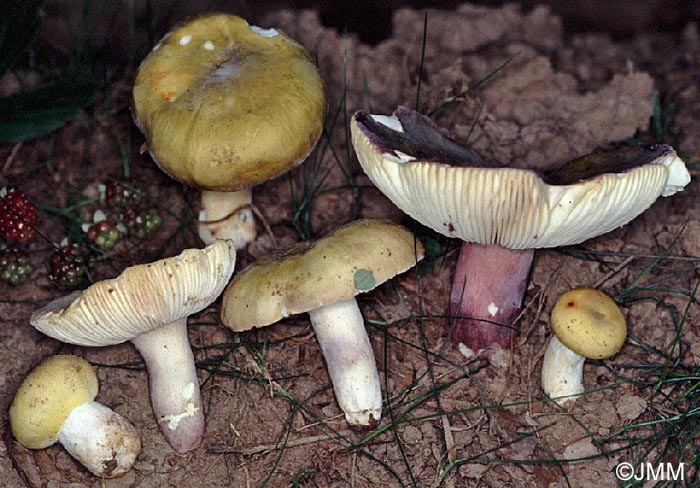 Russula violeipes