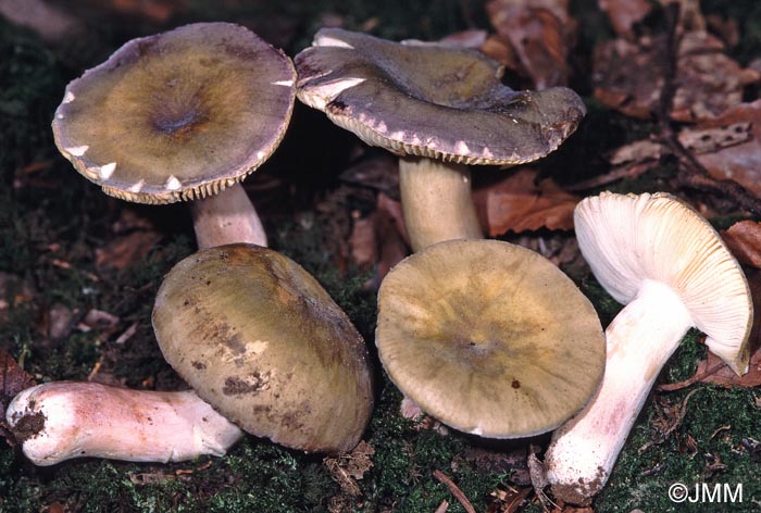 Russula violeipes