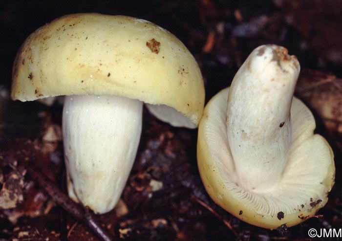 Russula violeipes f. citrina