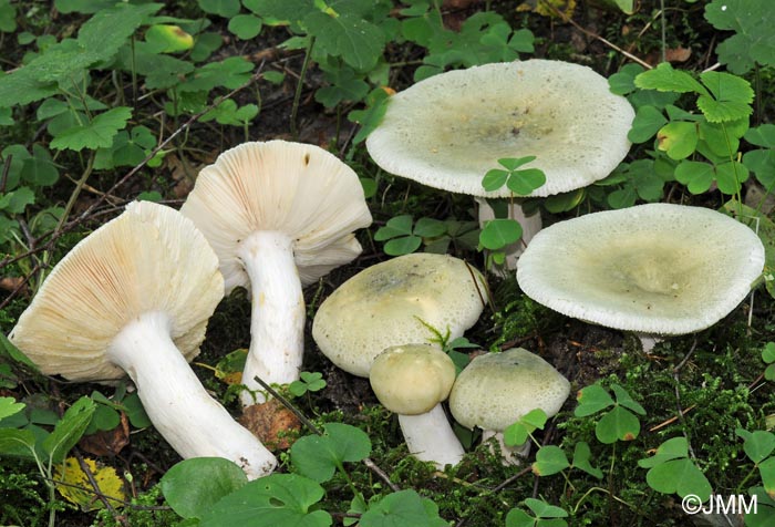 Russula virescens