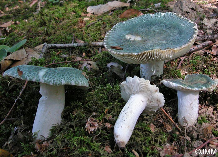 Russula virescens