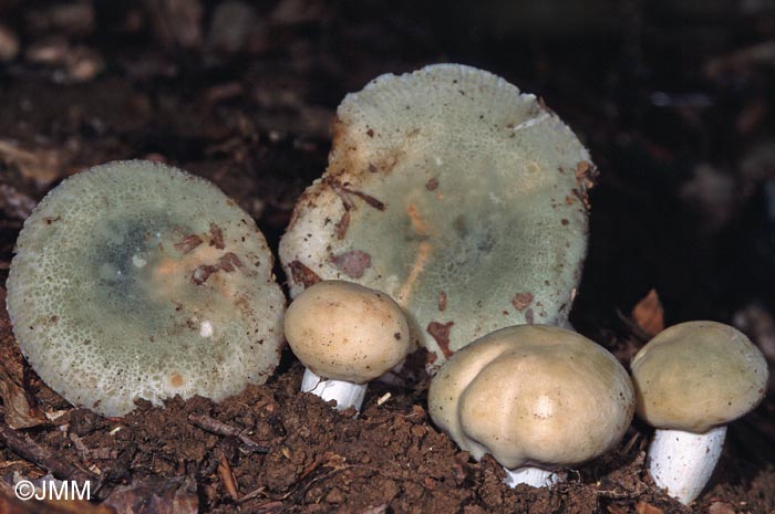 Russula virescens