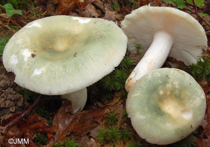 Russula virescens