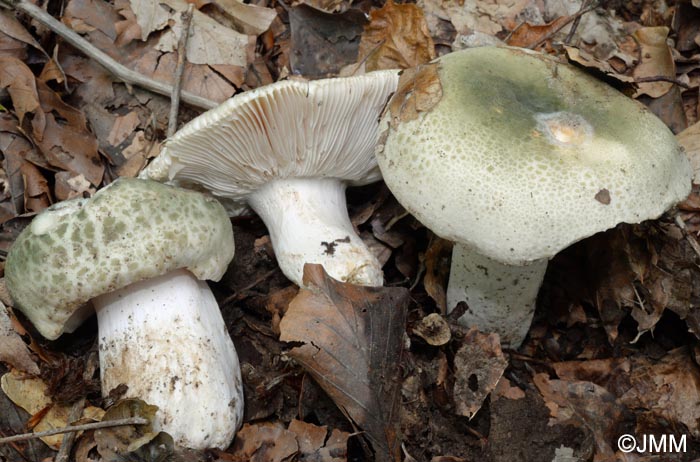 Russula virescens