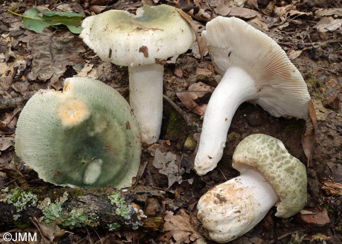 Russula virescens