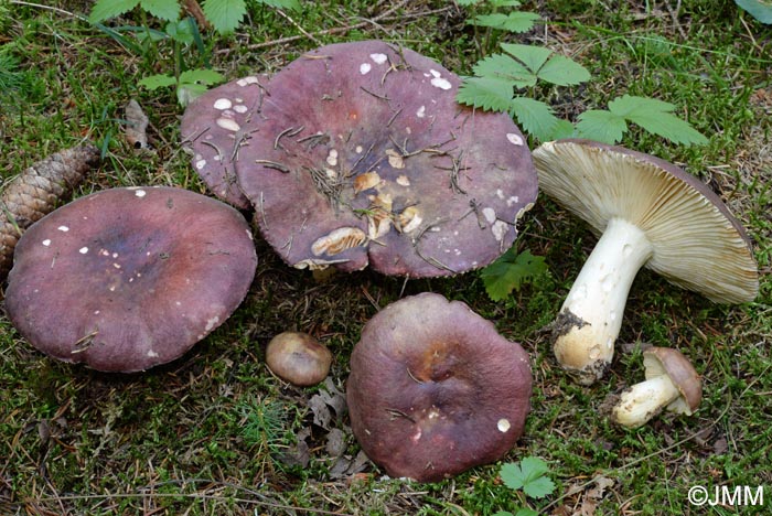 Russula viscida