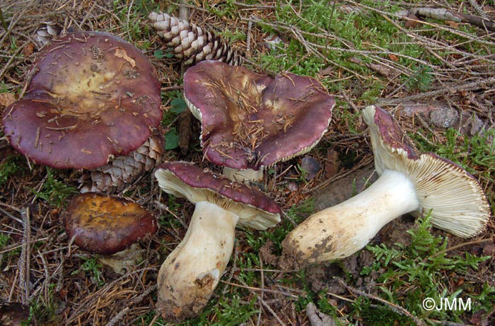 Russula viscida