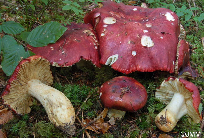 Russula viscida