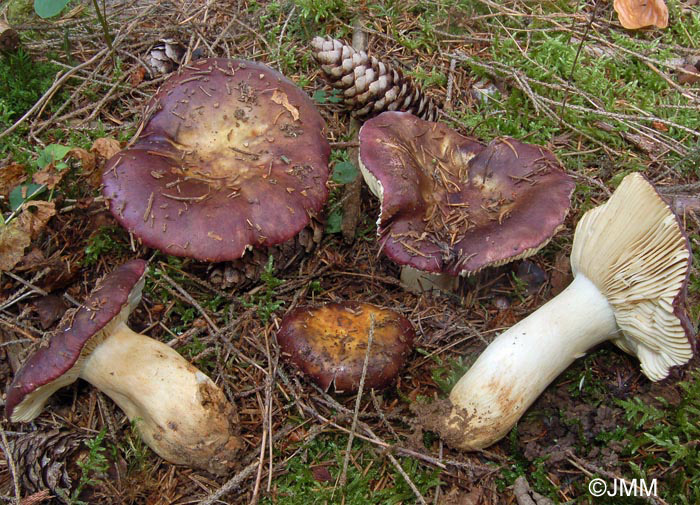 Russula viscida