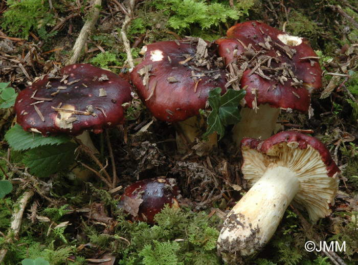 Russula viscida