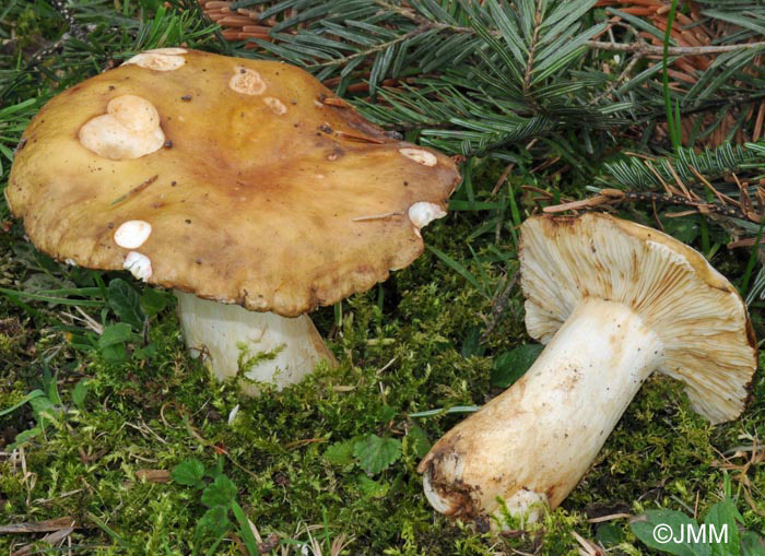 Russula viscida var. chlorantha