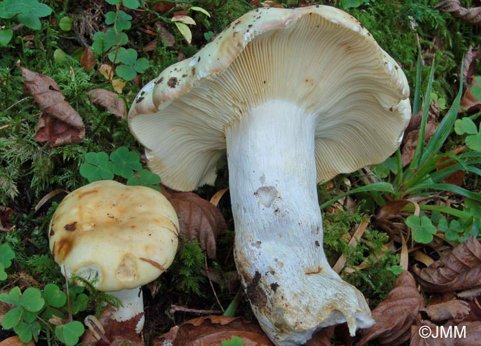 Russula viscida var. chlorantha