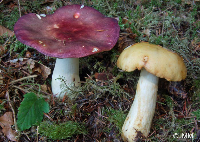 Russula viscida type et var. chlorantha