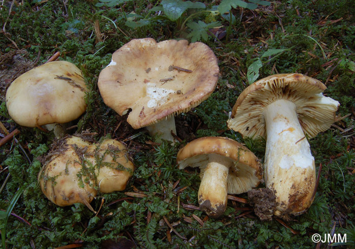 Russula viscida var. chlorantha