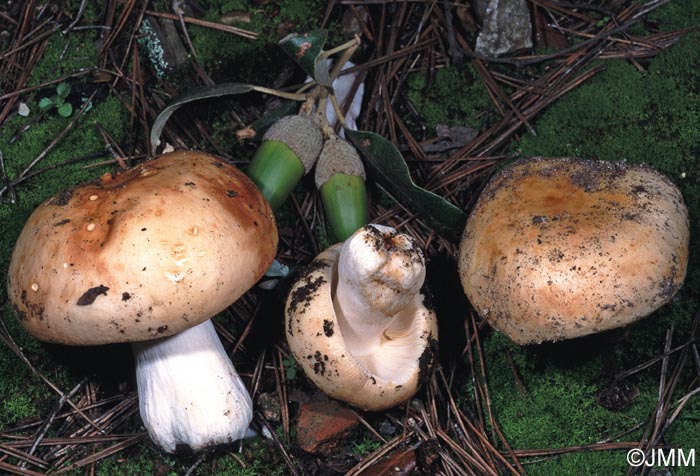 Russula werneri