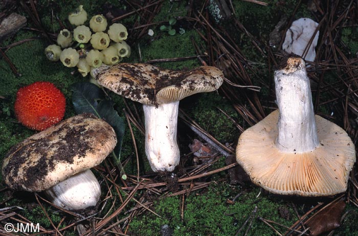 Russula werneri