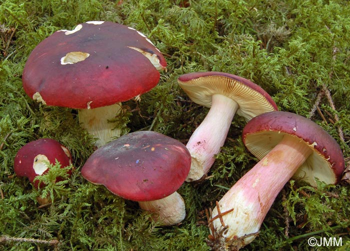 Russula xerampelina