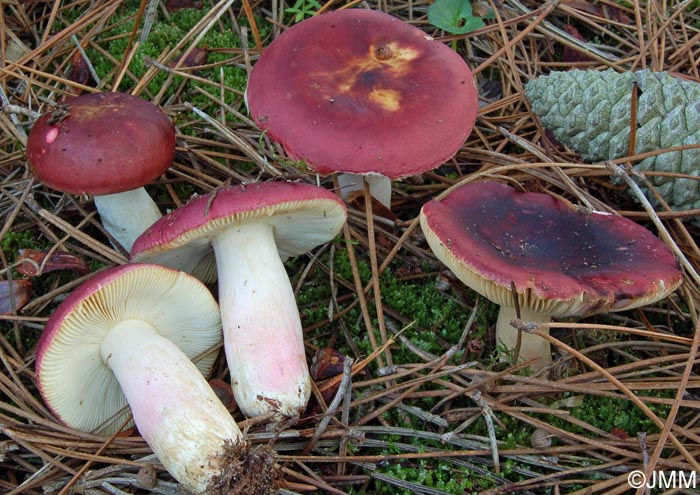 Russula xerampelina