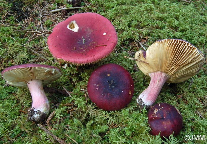 Russula xerampelina