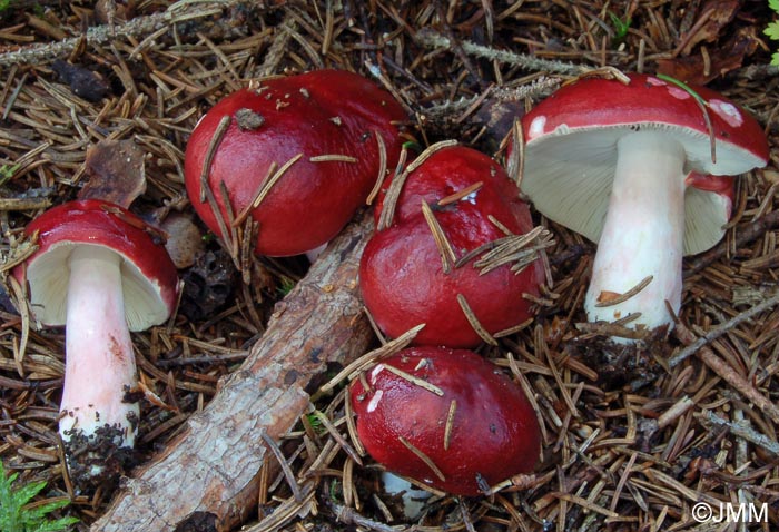 Russula xerampelina