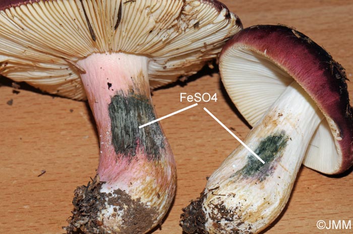 Russula xerampelina : raction avec FeSO4