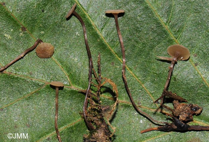 Rutstroemia conformata