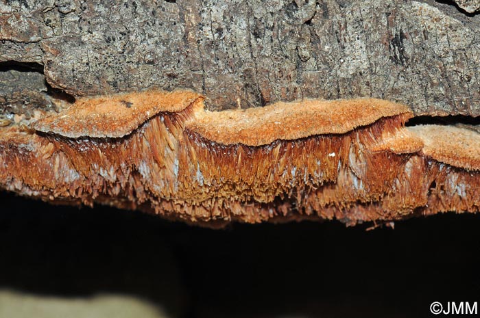 Sarcodontia crocea = Sarcodontia setosa