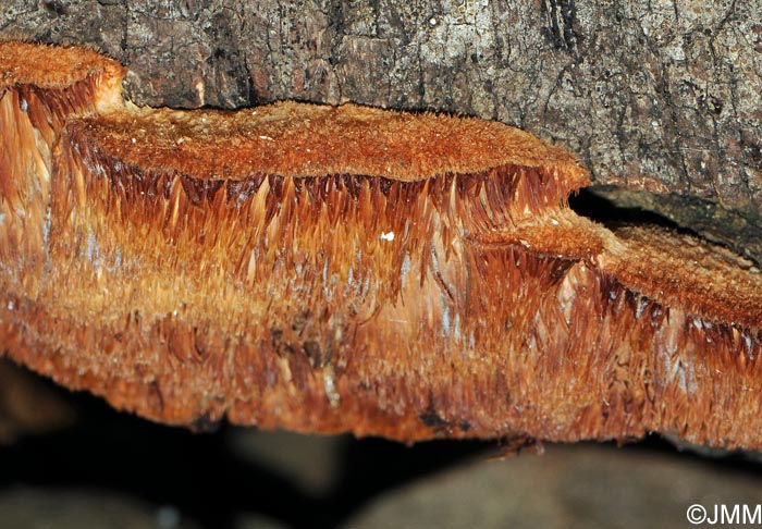 Sarcodontia crocea = Sarcodontia setosa