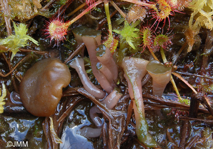 Ascocoryne turficola = Sarcoleotia turficola