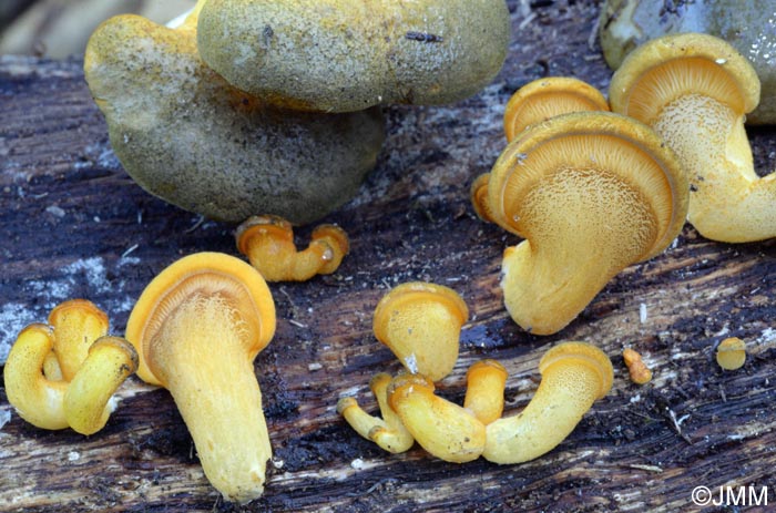 Panellus serotinus = Sarcomyxa serotina