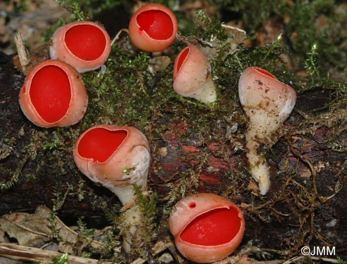 Sarcoscypha austriaca