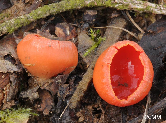 Sarcoscypha coccinea