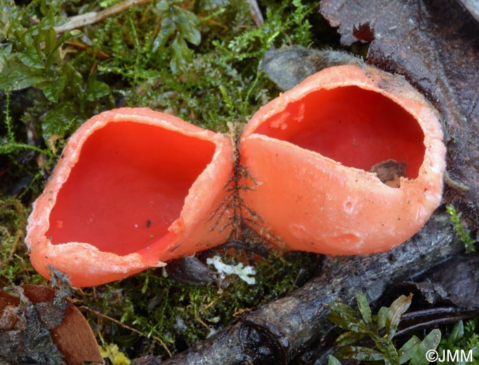 Sarcoscypha coccinea