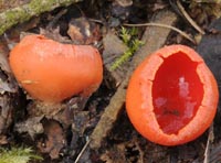 Sarcoscypha coccinea