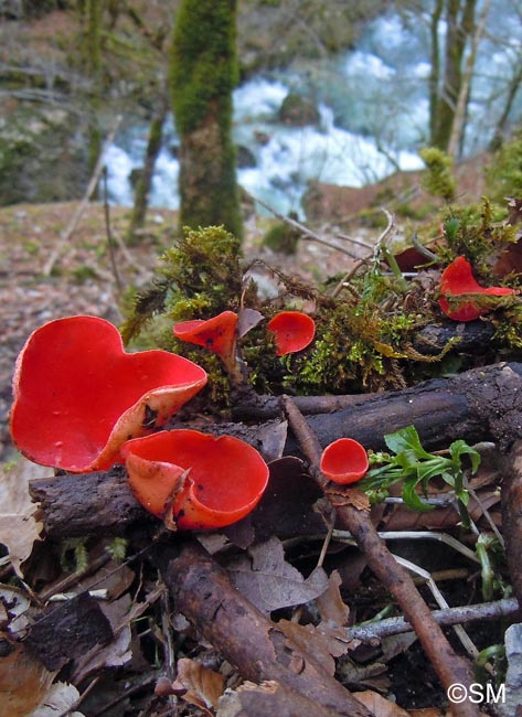 Sarcoscypha jurana