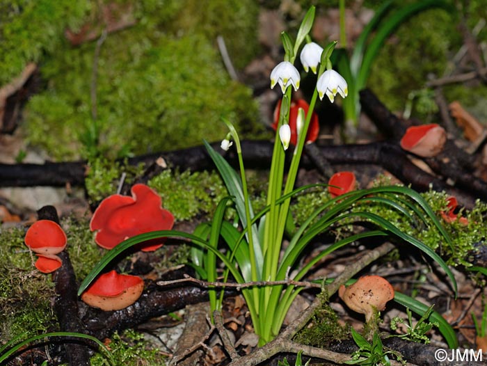 Sarcoscypha jurana & Leucojum vernum