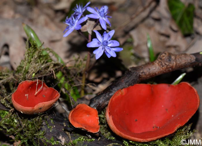 Sarcoscypha jurana & Scilla bifolia