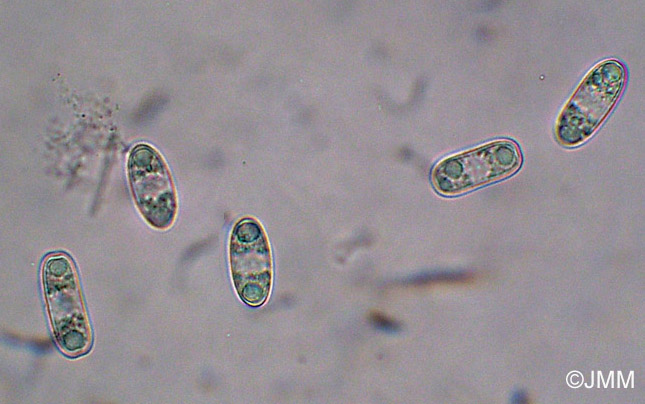 Sarcoscypha jurana : spores