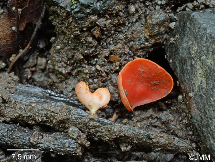 Sarcoscypha macaronesica : in situ