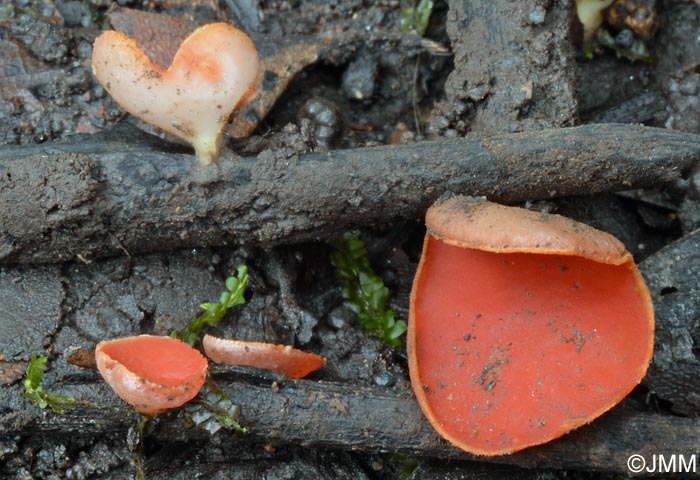 Sarcoscypha macaronesica