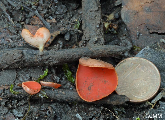 Sarcoscypha macaronesica